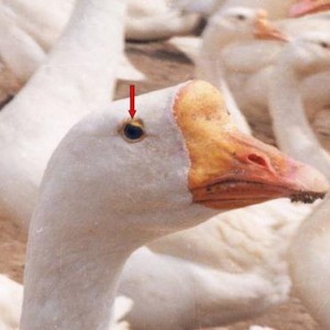 网红大鹅 潜规则是什么意思网络用语,潜规则背后的网络江湖