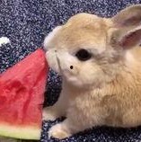 最近热门事件合集吃瓜兔,近期热门事件合集深度解析