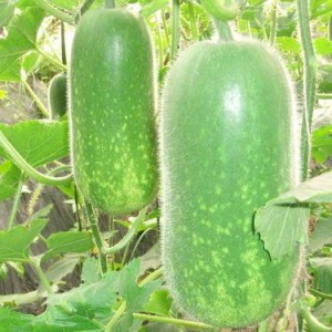 热门大瓜热心的朝阳爆料,朝阳爆料，明星隐私再掀波澜